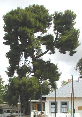 Porter Pine